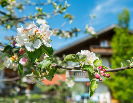 Juli 2016 Fischerstüberl in Wallgau